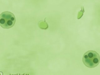Cyto Life - 2 