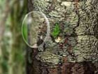 Ant burner