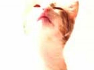Lick - 1 