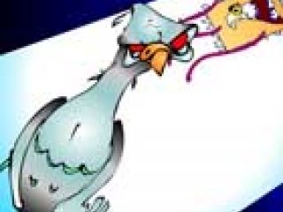 Pigeon - 1 